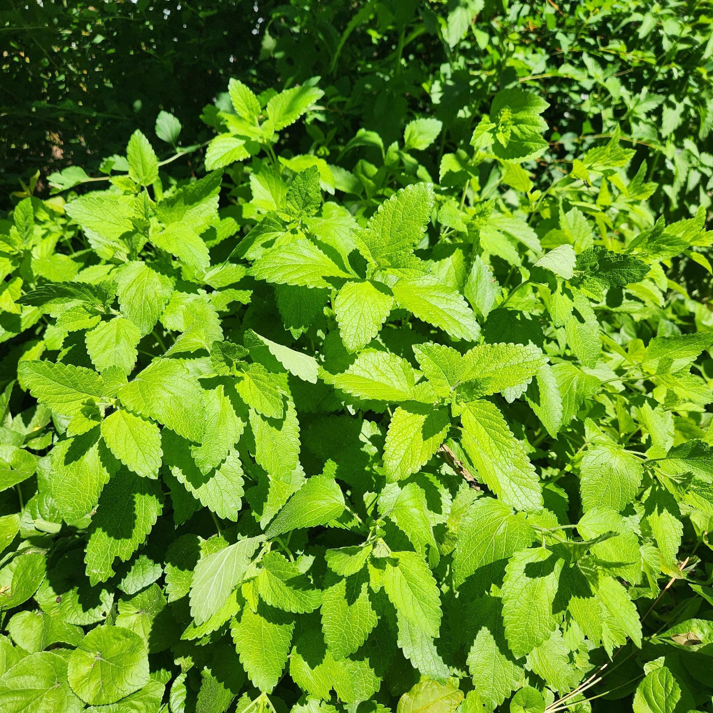 Lemon Balm Hydrosol