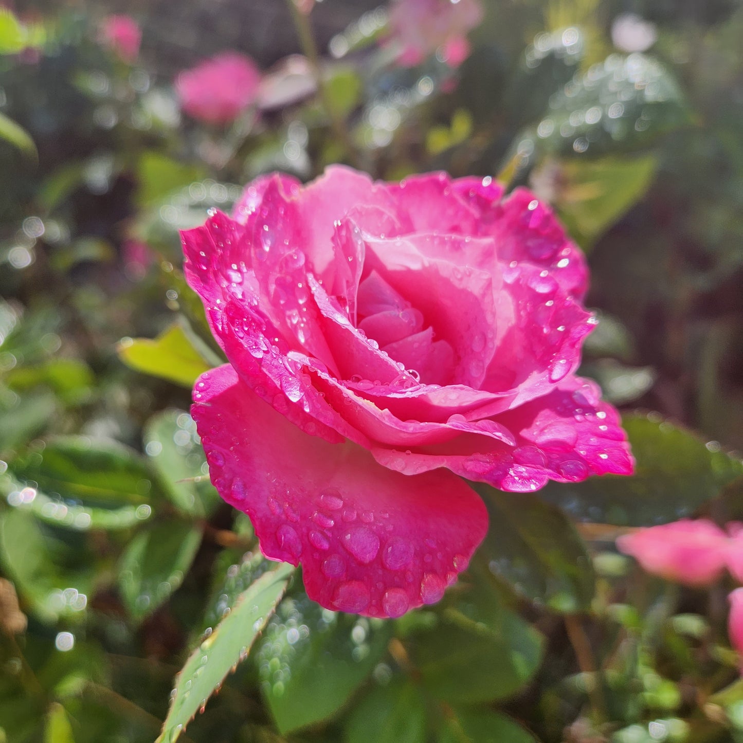 Rose Facial Mist