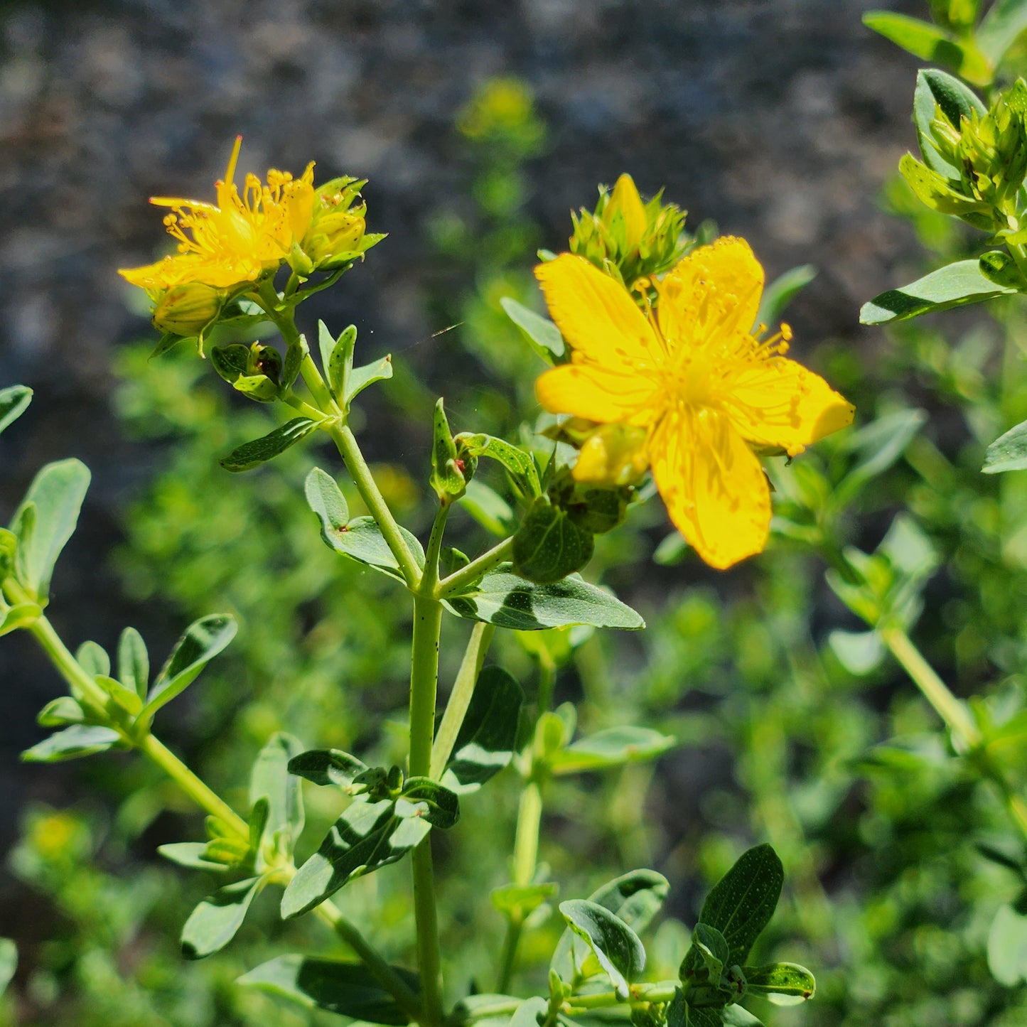 St. Johns Wort Body Oil