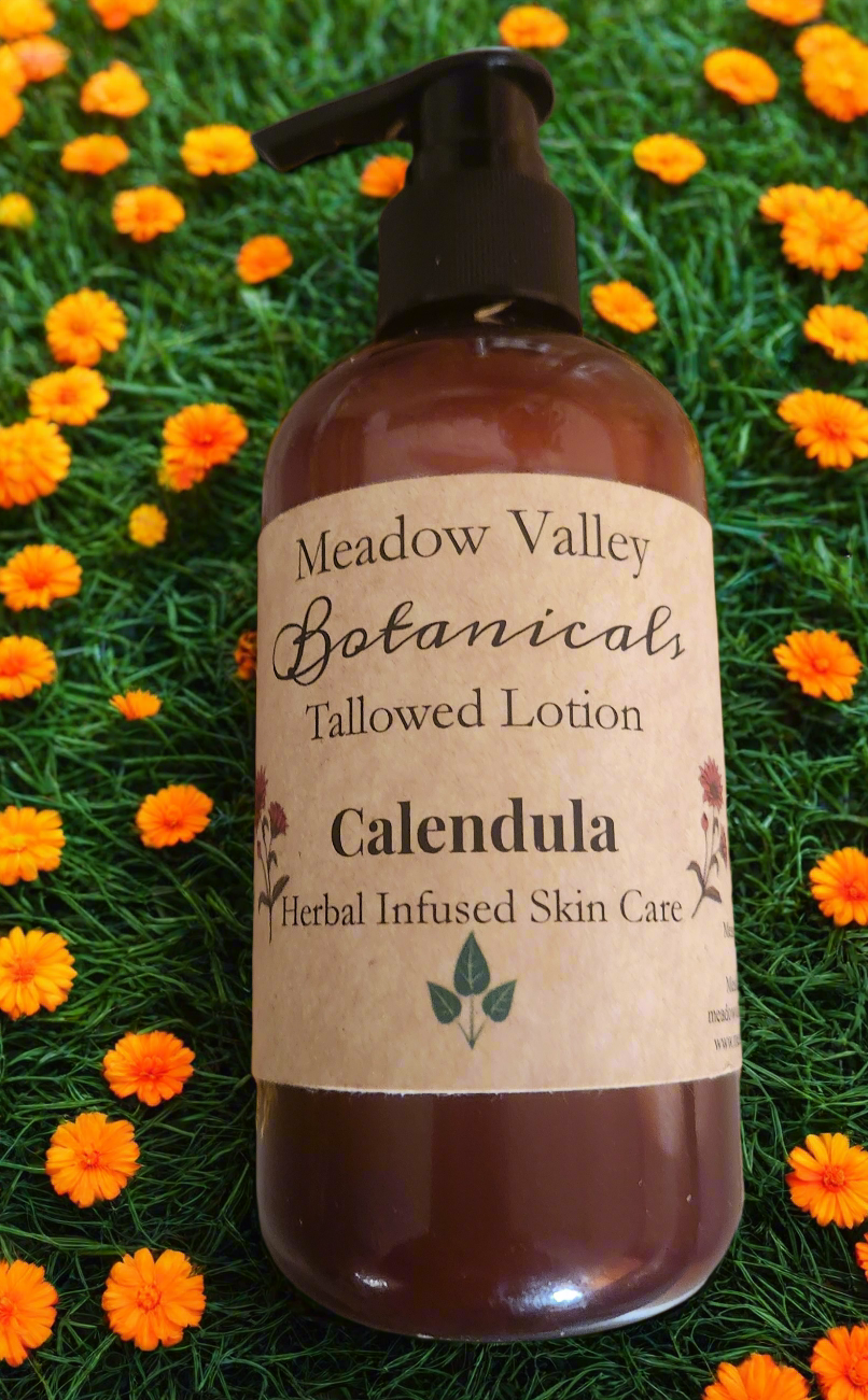 Tallowed Calendula Lotion
