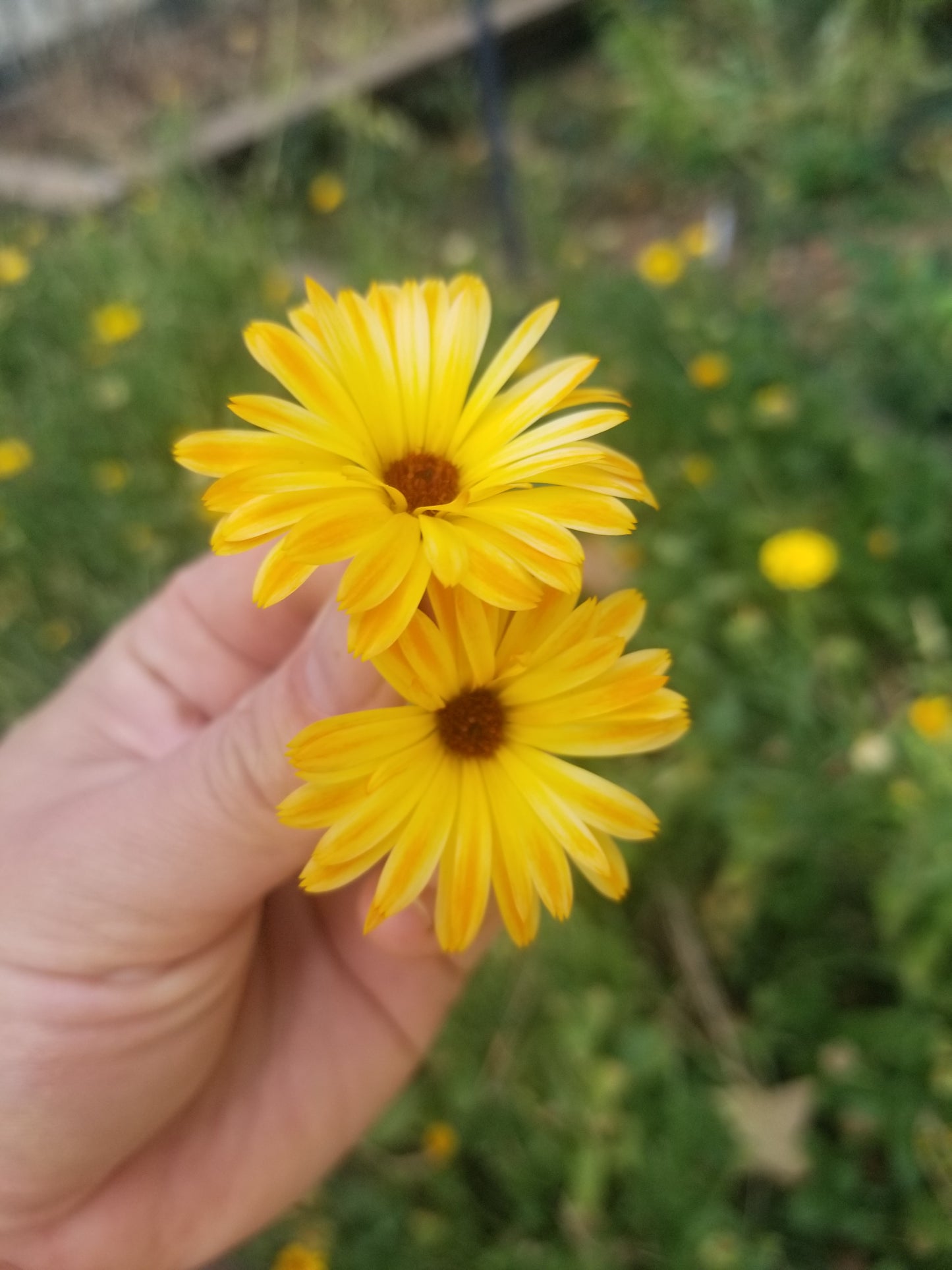 Calendula Goat Milk Soap